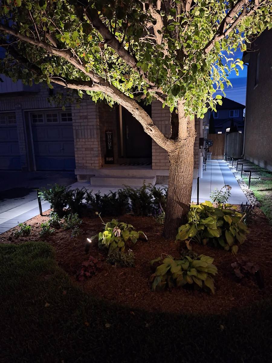 Front garden with tree uplighting and lit walkway at night